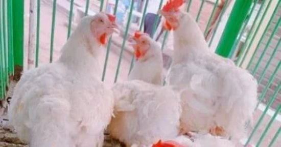 سعر كيلو الفراخ البيضاء 69 جنيها بالقليوبية اليوم السبت